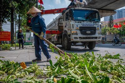 Hà Nội cắt tỉa gần 1.000 cây hoa sữa
