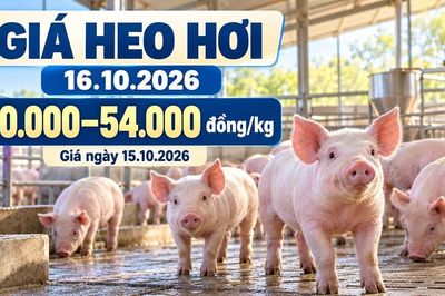 Giá heo hơi hôm nay 16.10.2026: Đà giảm có chững lại?