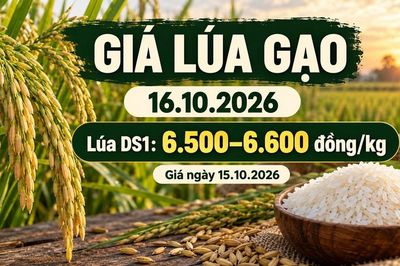 Giá lúa gạo hôm nay 16.10.2026: Sức mua vẫn là yếu tố cần theo dõi