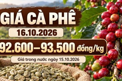 Giá cà phê hôm nay 16.10.2026: Đà tăng trong nước có tiếp diễn?