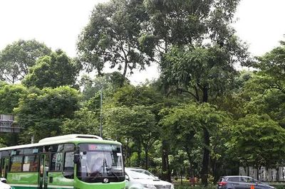 Thành phố Hồ Chí Minh tăng cường kiểm tra, quản lý cây xanh đô thị