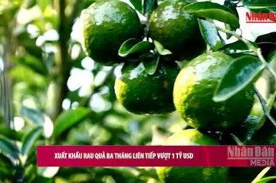 [Video] Xuất khẩu rau quả ba tháng liên tiếp vượt 1 tỷ USD