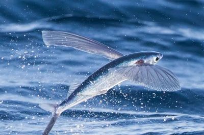 Bí mật của loài cá biết bay có thịt thơm ngon, trứng được người Nhật săn lùng