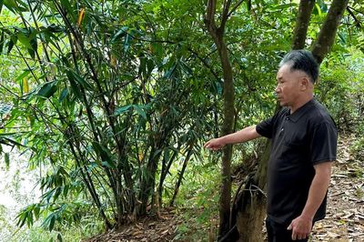Sạt lở bờ sông Vu Gia, người dân Đà Nẵng thấp thỏm trước mùa mưa lũ