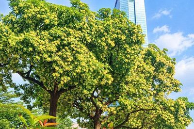 Hoa sữa Hà Nội sắp bị cắt tỉa: Liệu có bớt nồng nặc?