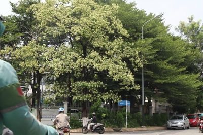 Hoa sữa nở rộ ở TPHCM, người thích thú kẻ ngán ngẩm than trời