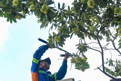 Hà Nội đang dùng xe chuyên dụng cắt tỉa hoa sữa