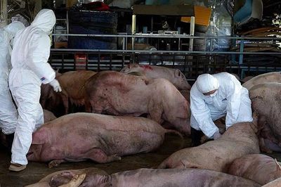 Đôi nam nữ bị khởi tố khi mua bán 750kg lợn bốc mùi làm lạp xưởng