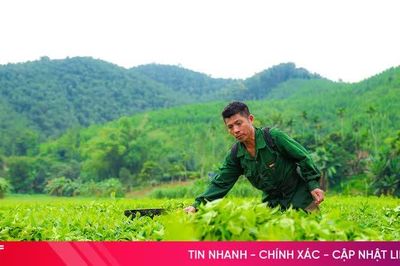 Vẻ đẹp bình yên từ những đồi chè Sơn Tây