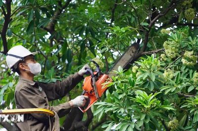 Hà Nội cắt tỉa hoa sữa, giảm mùi hương nồng trên nhiều tuyến phố