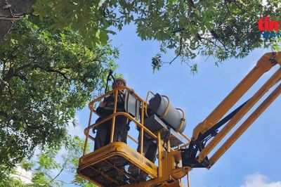 Hà Nội bắt đầu cắt tỉa chùm hoa của gần 1.000 cây hoa sữa