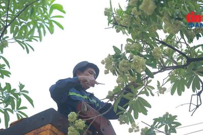 Hình ảnh ngày đầu Hà Nội cắt tỉa chùm hoa sữa trên các tuyến phố