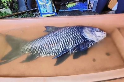 Người dân bắt được con cá chép khổng lồ nặng 60kg gần bờ sông