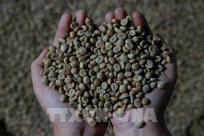 Giá cà phê Arabica cao nhất trong 1 tháng do lượng tồn kho thấp nghiêm trọng