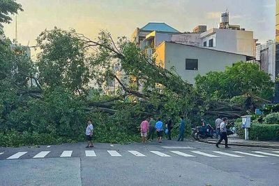 Cây xanh bật gốc ở TP.HCM: Kiểm tra thế nào để ngăn rủi ro?