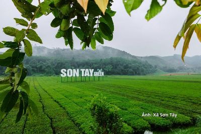 Hà Tĩnh phát triển chuỗi giá trị từ vùng chè Sơn Tây