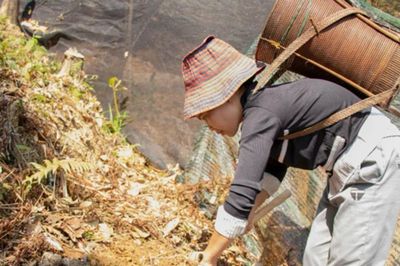 Ứng dụng khoa học công nghệ: Động lực phát triển bền vững kinh tế nông nghiệp miền núi Đà Nẵng