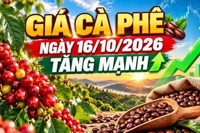 Giá cà phê hôm nay 16/10: Arabica tăng gần 2%, Tây Nguyên khởi sắc