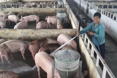 Lào Cai tăng cường các biện pháp phòng, chống dịch tả lợn châu Phi