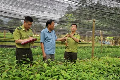 Bảo Thắng chủ động nguồn cây giống phục vụ trồng rừng