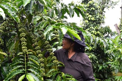 Xúc tiến thương mại nông sản chủ lực dịp cuối năm