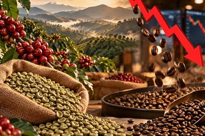 Giá cà phê hôm nay 16/10/2026: Tây Nguyên giảm 1.500 đồng/kg, cà phê rang xay cũng hạ giá