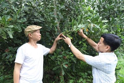 Thúc đẩy liên kết sản xuất ở Hùng An