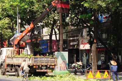 Hà Nội đồng loạt cắt tỉa 992 cây hoa sữa trên 13 tuyến đường, phố