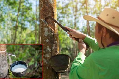 Ngày 16/10: Giá cao su thế giới đồng loạt chịu sức ép giảm