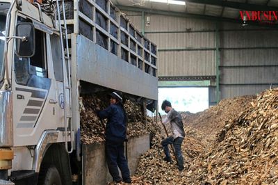 Ngành sắn trước sức ép kép: Xuất khẩu giảm, giá nguyên liệu tăng