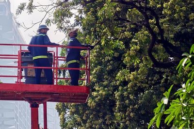 Hà Nội cắt tỉa hoa sữa, giảm mùi nồng gây khó chịu