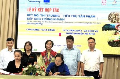 Đánh giá kết quả và kết nối nhân rộng mô hình sản xuất gạo nếp Ong vi sinh