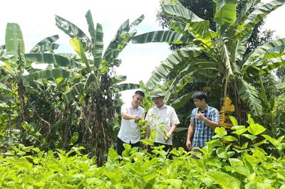 Bảo Lạc diện tích dâu tằm đạt 179,2% kế hoạch