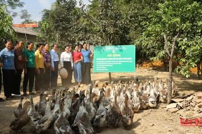 Tổng kết mô hình chăn nuôi vịt thương phẩm theo hướng an toàn sinh học tại xã Tam Kim