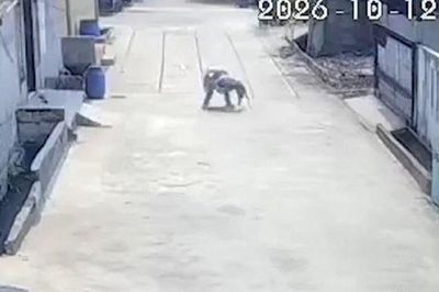 Camera ghi lại cảnh khỉ hoang lao vào tấn công bé gái 6 tuổi, người dân phải chạy ra xua đuổi