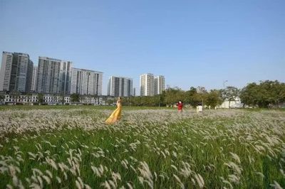 5 tọa độ ngắm cỏ lau đẹp như tranh ở Hà Nội, có nơi còn là điểm cắm trại lý tưởng