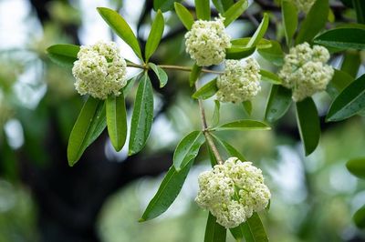 Vì sao mùi hoa sữa khiến nhiều người đau đầu, buồn nôn?