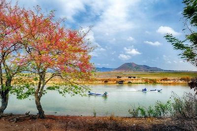 Vì sao gọi cây ô môi?