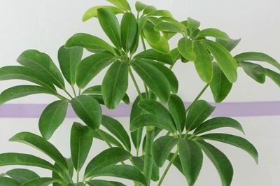 Tác dụng của cây lá đắng với sức khỏe