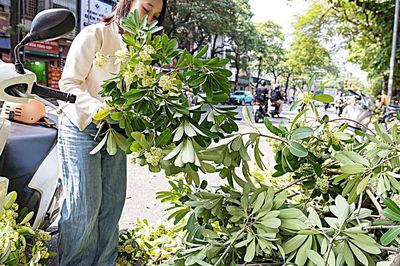 Hà Nội cắt tỉa hoa sữa, nhiều người tranh thủ nhặt mang về cắm