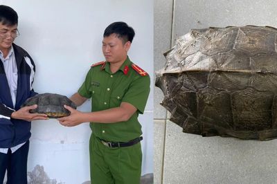 Người đàn ông làm điều đáng khen khi thấy rùa đất lớn băng qua đường