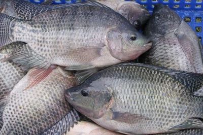 Loại cá giàu protein, dân dã lại được bạn bè quốc tế ưa chuộng