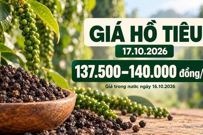 Giá hồ tiêu hôm nay 17.10.2026: Chờ lực mua sau phiên giảm