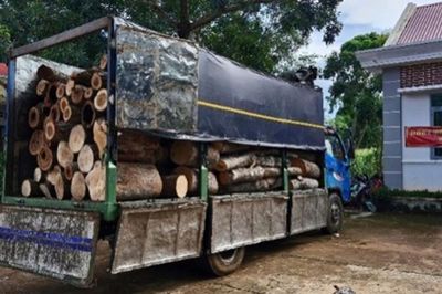 Tạm giữ 2 'lâm tặc'