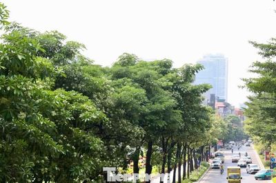 Diện mạo đường phố Hà Nội sau đợt cắt tỉa hoa sữa