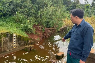 Điều tra cá chết trắng hồ gần cụm công nghiệp có 4 công ty đấu nối xả thải trái phép