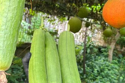 Công dụng không ngờ từ bộ phận này của quả mướp
