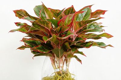 Cách trồng cây phú quý thủy sinh đơn giản, đón tài lộc, rước may mắn vào nhà