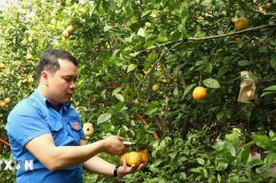 Bắc Ninh đặt mục tiêu số hóa 100% mã số vùng trồng phục vụ xuất khẩu