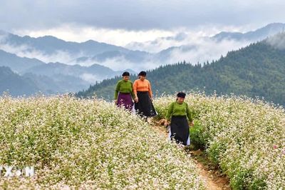 Tuyên Quang: Đến Phố Bảng ngắm hoa tam giác mạch bắt đầu nở rộ